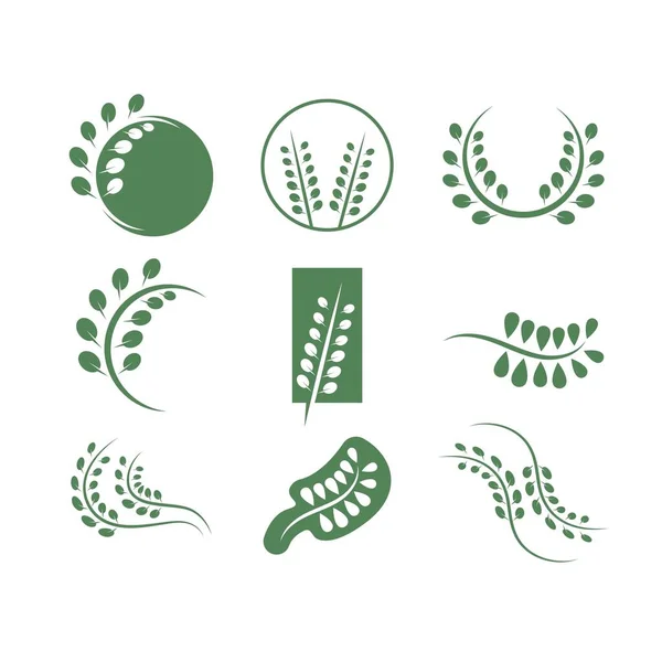 Moringa Leaf Icon Vector Gambar Desain Template Web - Stok Vektor