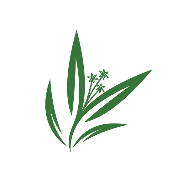 Eucalyptus Leaf Vector Element Design Template Web — Wektor stockowy