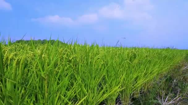 台湾南部の農村 青空と白い雲の下の緑の田んぼ — ストック動画