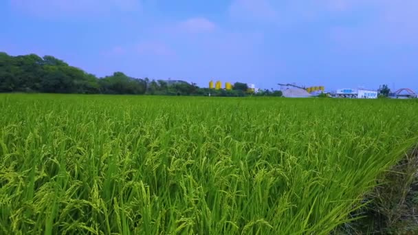 Landsbygd Södra Taiwan Gröna Risfält Blå Himmel Och Vita Moln — Stockvideo