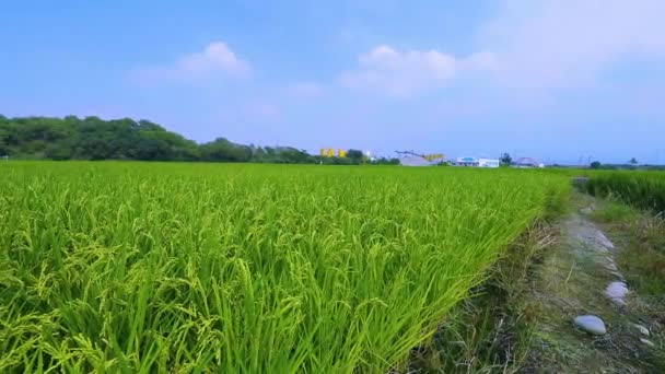 台湾南部农村 蓝天白云下的绿稻田 — 图库视频影像