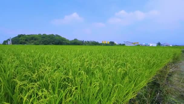 Rural Sul Taiwan Campos Arroz Verde Sob Céu Azul Nuvens — Vídeo de Stock
