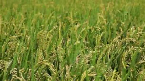 Perdesaan Selatan Taiwan Sawah Hijau Bawah Langit Biru Dan Awan — Stok Video