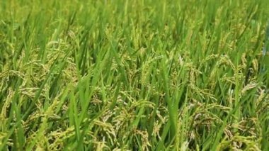 Güney Tayvan kırsalında, mavi gökyüzünün altında yeşil pirinç tarlaları ve beyaz bulutlar