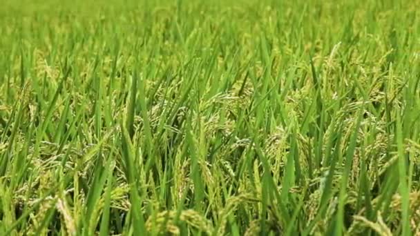 Landelijk Zuidelijk Taiwan Groene Rijstvelden Onder Blauwe Lucht Witte Wolken — Stockvideo