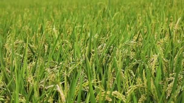 Landelijk Zuidelijk Taiwan Groene Rijstvelden Onder Blauwe Lucht Witte Wolken — Stockvideo