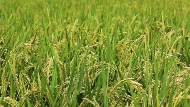 Αγροτική Νότια Ταϊβάν Πράσινα Χωράφια Ρυζιού Κάτω Από Μπλε Ουρανό — Αρχείο Βίντεο