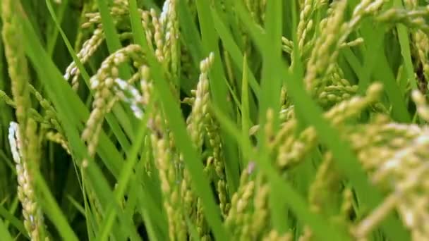 Rural Sur Taiwán Campos Arroz Verde Bajo Cielo Azul Nubes — Vídeos de Stock