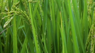 Güney Tayvan kırsalında, mavi gökyüzünün altında yeşil pirinç tarlaları ve beyaz bulutlar