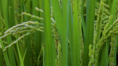 Güney Tayvan kırsalında, mavi gökyüzünün altında yeşil pirinç tarlaları ve beyaz bulutlar