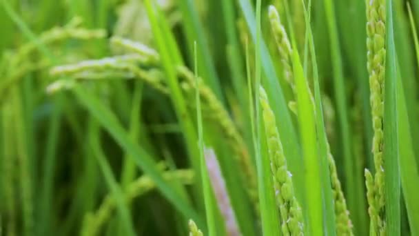 Сельский Тайваня Зеленые Рисовые Поля Голубым Небом Белые Облака — стоковое видео