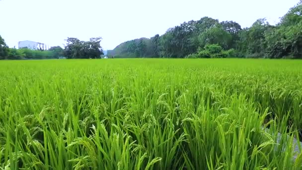 Perdesaan Selatan Taiwan Sawah Hijau Bawah Langit Biru Dan Awan — Stok Video