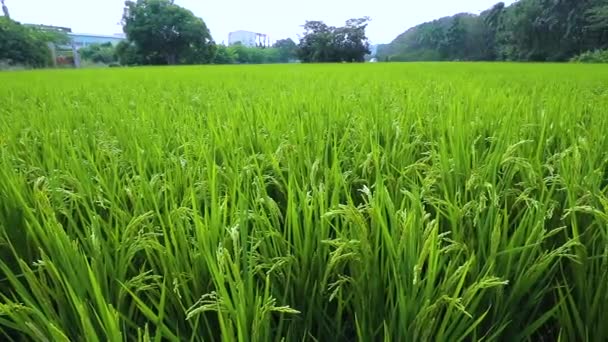 台湾南部农村 蓝天白云下的绿稻田 — 图库视频影像