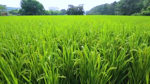 Αγροτική Νότια Ταϊβάν Πράσινα Χωράφια Ρυζιού Κάτω Από Μπλε Ουρανό — Αρχείο Βίντεο