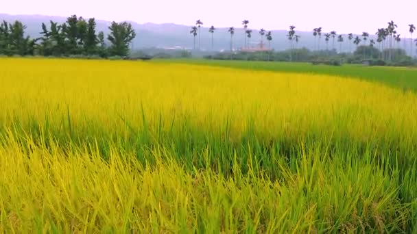Сельские Южные Районы Тайваня Зрелые Золотые Рисовые Поля Голубым Небом — стоковое видео