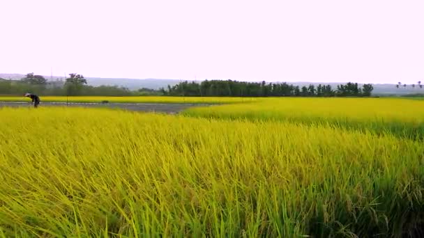 Landelijk Zuidelijk Taiwan Rijpe Gouden Rijstvelden Onder Blauwe Lucht Witte — Stockvideo