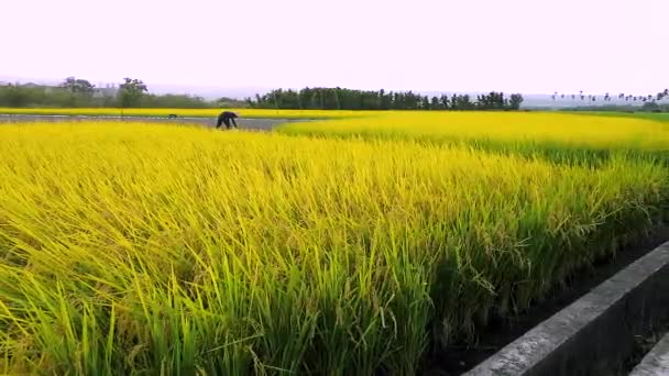 台湾南部の農村 青空と白い雲の下で熟した黄金の田んぼ — ストック動画