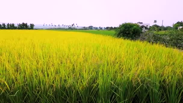 Landelijk Zuidelijk Taiwan Rijpe Gouden Rijstvelden Onder Blauwe Lucht Witte — Stockvideo