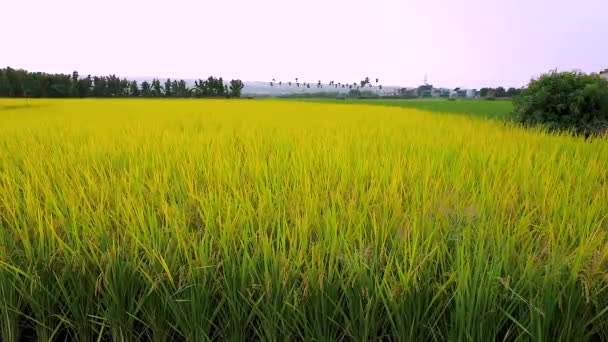 Півдні Тайваню Достиглі Золоті Поля Рису Під Блакитним Небом Білими — стокове відео
