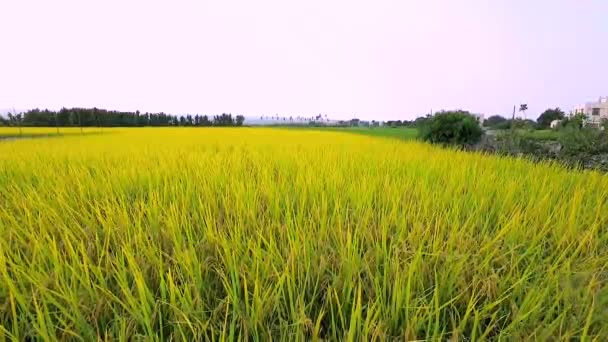 Landelijk Zuidelijk Taiwan Rijpe Gouden Rijstvelden Onder Blauwe Lucht Witte — Stockvideo