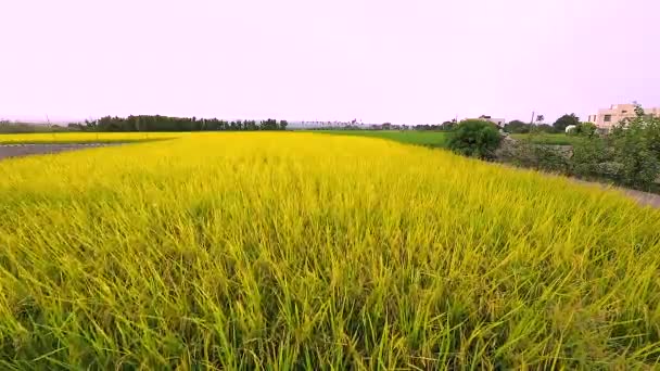 Sud Rural Taïwan Rizières Dorées Mûres Sous Ciel Bleu Nuages — Video