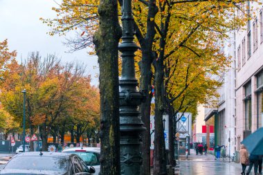 Berlin, Almanya, Brandenburg, Sonbaharda güzel akçaağaç ağaçları