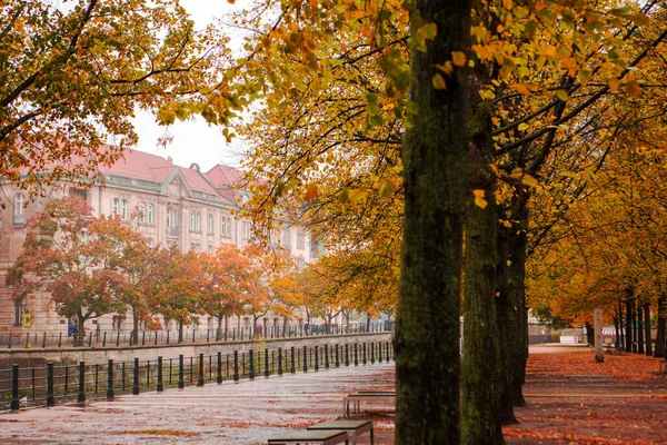 Autumn Maple Trees Street Linden Tree Berlin Germany — Stock Photo, Image