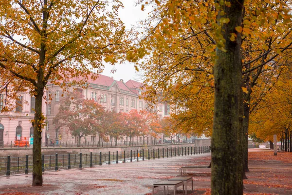 Autumn Maple Trees Street Linden Tree Berlin Germany — Stock Photo, Image