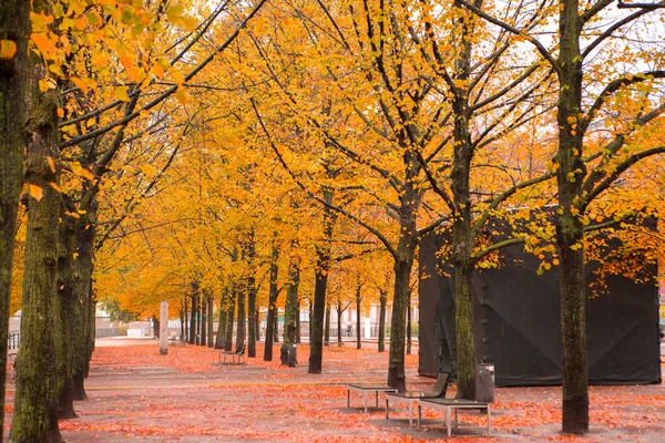 Осінній Клен Вулиці Під Деревом Лінден Берліні Німеччина — стокове фото