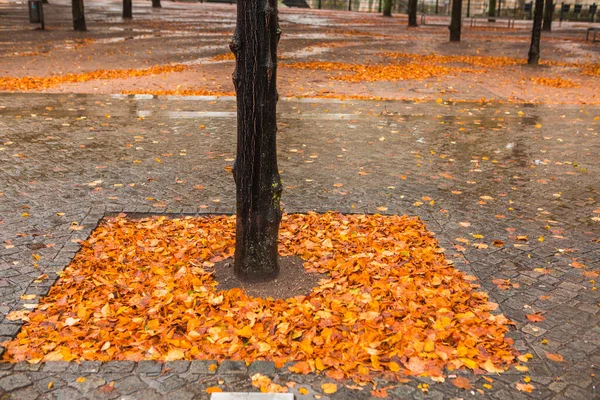 Autumn Maple Trees Street Linden Tree Berlin Germany — Stock Photo, Image