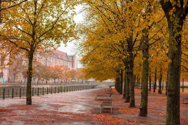 Autumn Maple Trees Street Linden Tree Berlin Germany — Stock Photo, Image