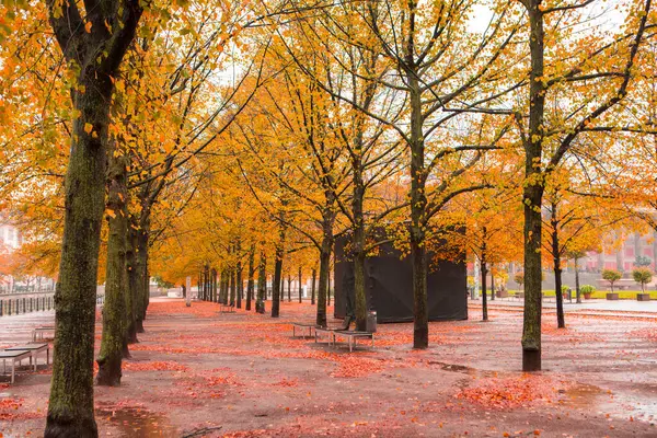 Autumn Maple Trees Street Linden Tree Berlin Germany — Stock Photo, Image