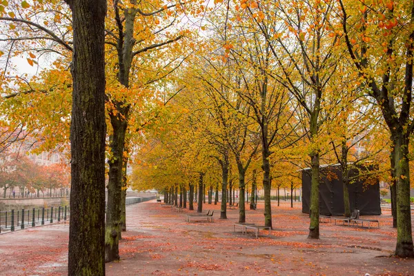Autumn Maple Trees Street Linden Tree Berlin Germany — Stock Photo, Image
