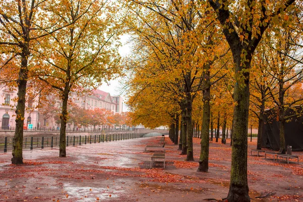 Autumn Maple Trees Street Linden Tree Berlin Germany — Stock Photo, Image