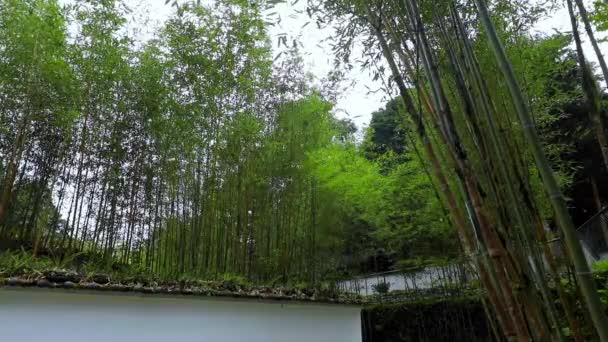 Bosques Montañas Lagos Mingchi Verdes Bosques Bambú Paredes Azulejos Condado — Vídeo de stock