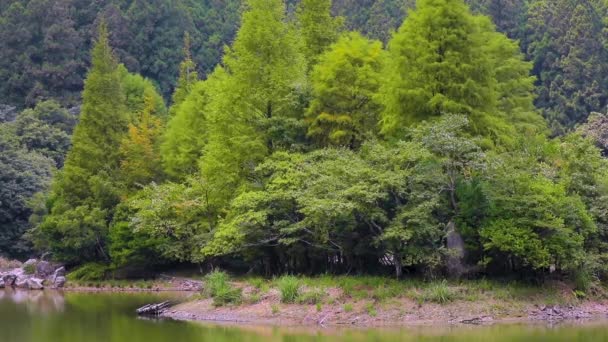 Ліс Гірські Озера Мінгчі Округ Ілан Тайвань Відомою Туристичною Пам — стокове відео