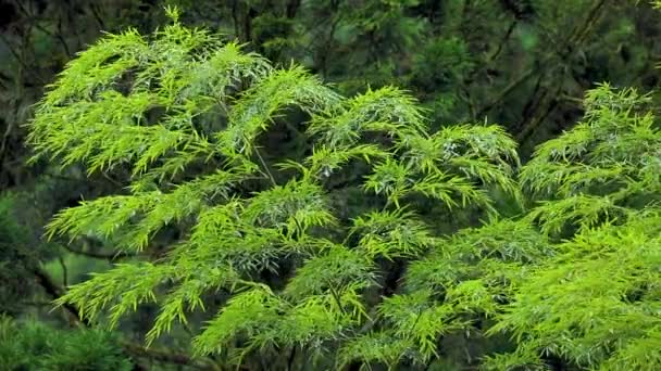 Леса Горы Озера Минчи Уезд Илан Тайвань Бамбуковые Леса Зоне — стоковое видео