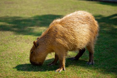 Çiftlikteki şirin kapibaralar yemek yiyor.
