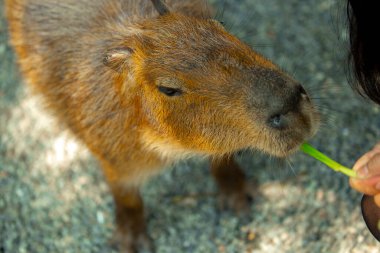 Çiftlikteki şirin kapibaralar yemek yiyor.