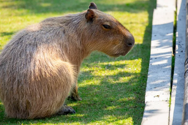 Den Söta Capybara Gården Äter — Stockfoto