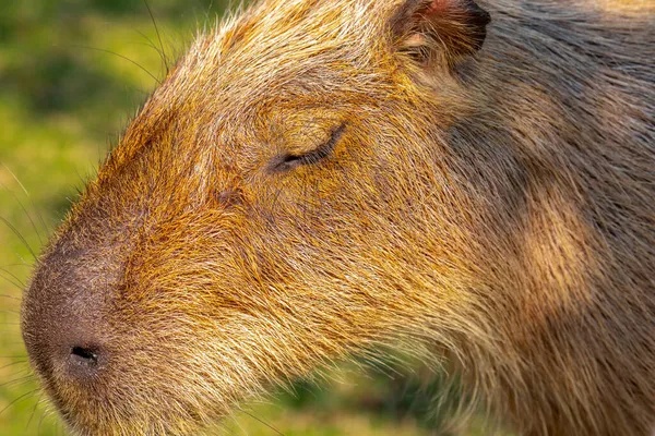 Den Söta Capybara Gården Äter — Stockfoto