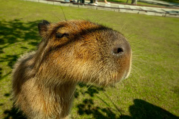 Schattige Capibara Boerderij Eet — Stockfoto
