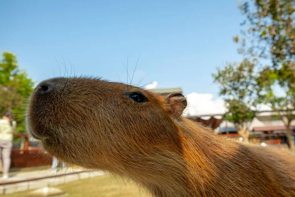 Der Süße Wasserschwein Auf Dem Bauernhof Isst — Stockfoto