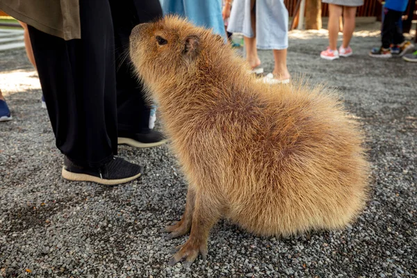 Bonita capivara engraçada com bebê na ilustração vetorial de roedor animal  de desenho animado isolada em branco