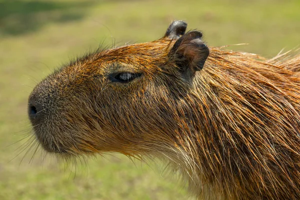 Lindo Capibara Granja Está Comiendo — Foto de Stock