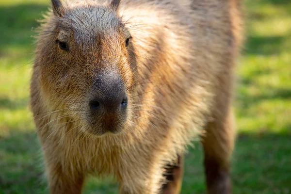 Den Söta Capybara Gården Äter — Stockfoto