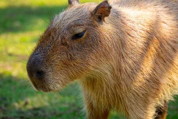 Den Söta Capybara Gården Äter — Stockfoto