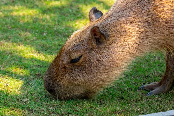 Den Söta Capybara Gården Äter — Stockfoto