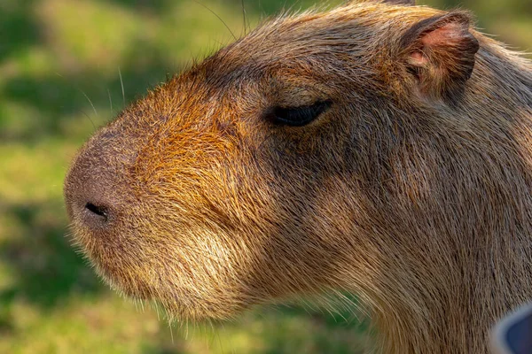 Den Söta Capybara Gården Äter — Stockfoto