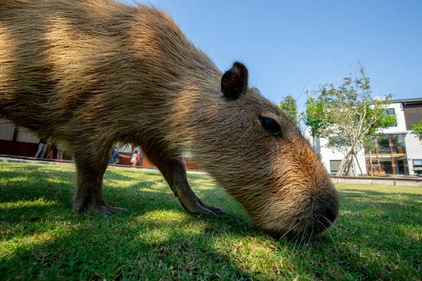 Der Süße Wasserschwein Auf Dem Bauernhof Isst — Stockfoto